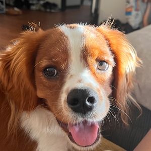 Meet your Posher, An